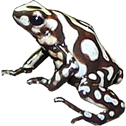 Kuna Yala Auratus